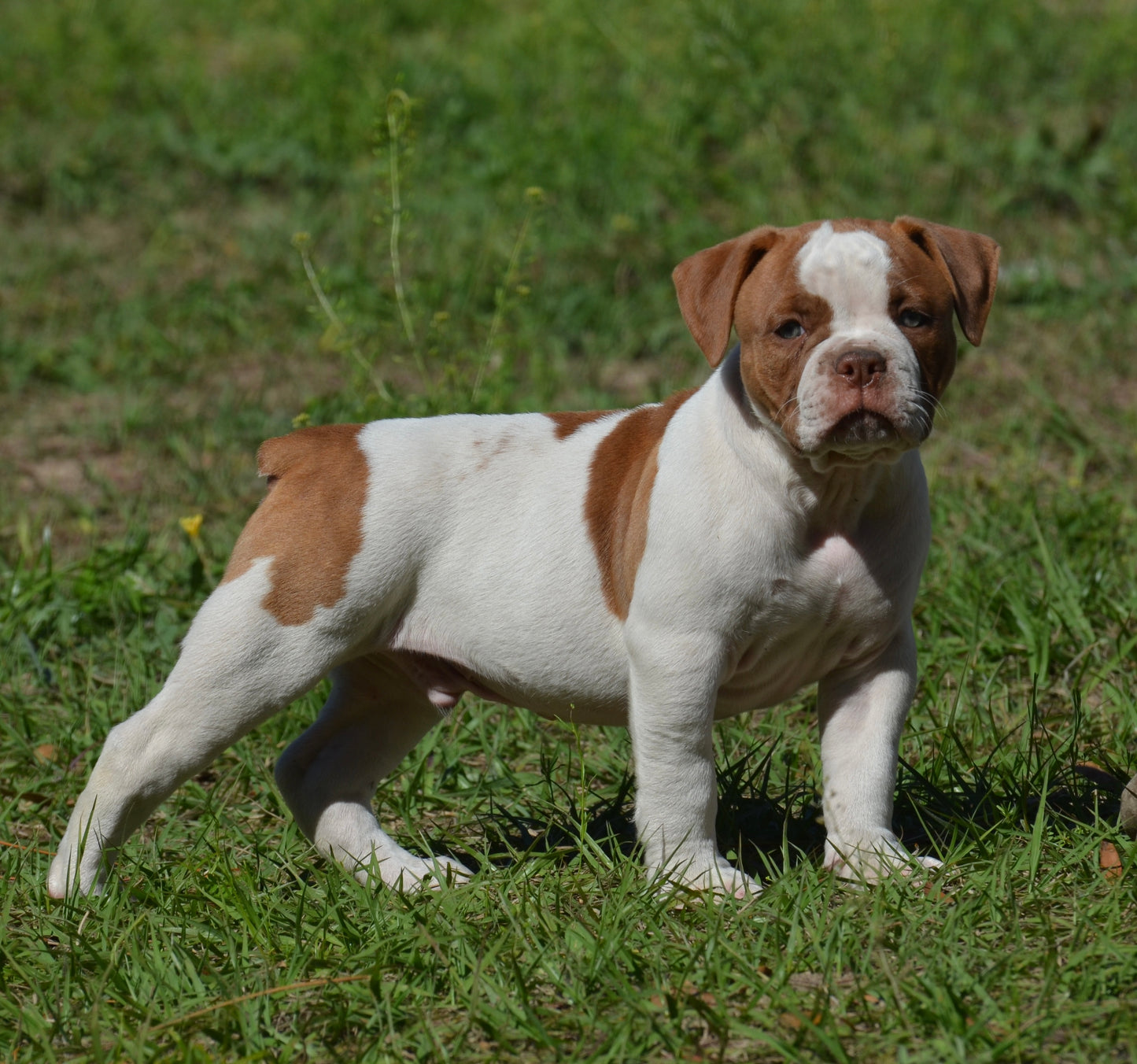 BRUTUS (SOLD)