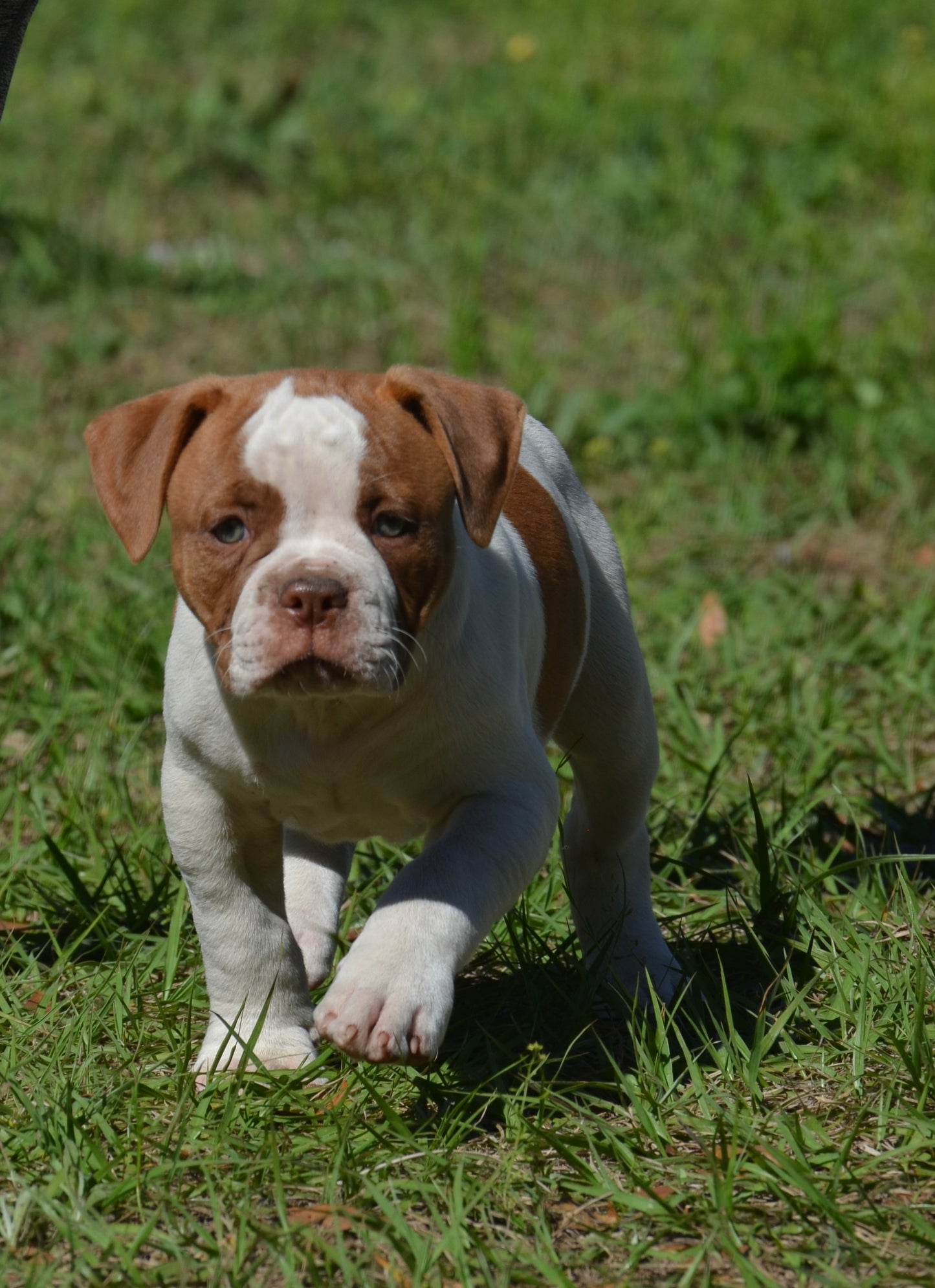 BRUTUS (SOLD)