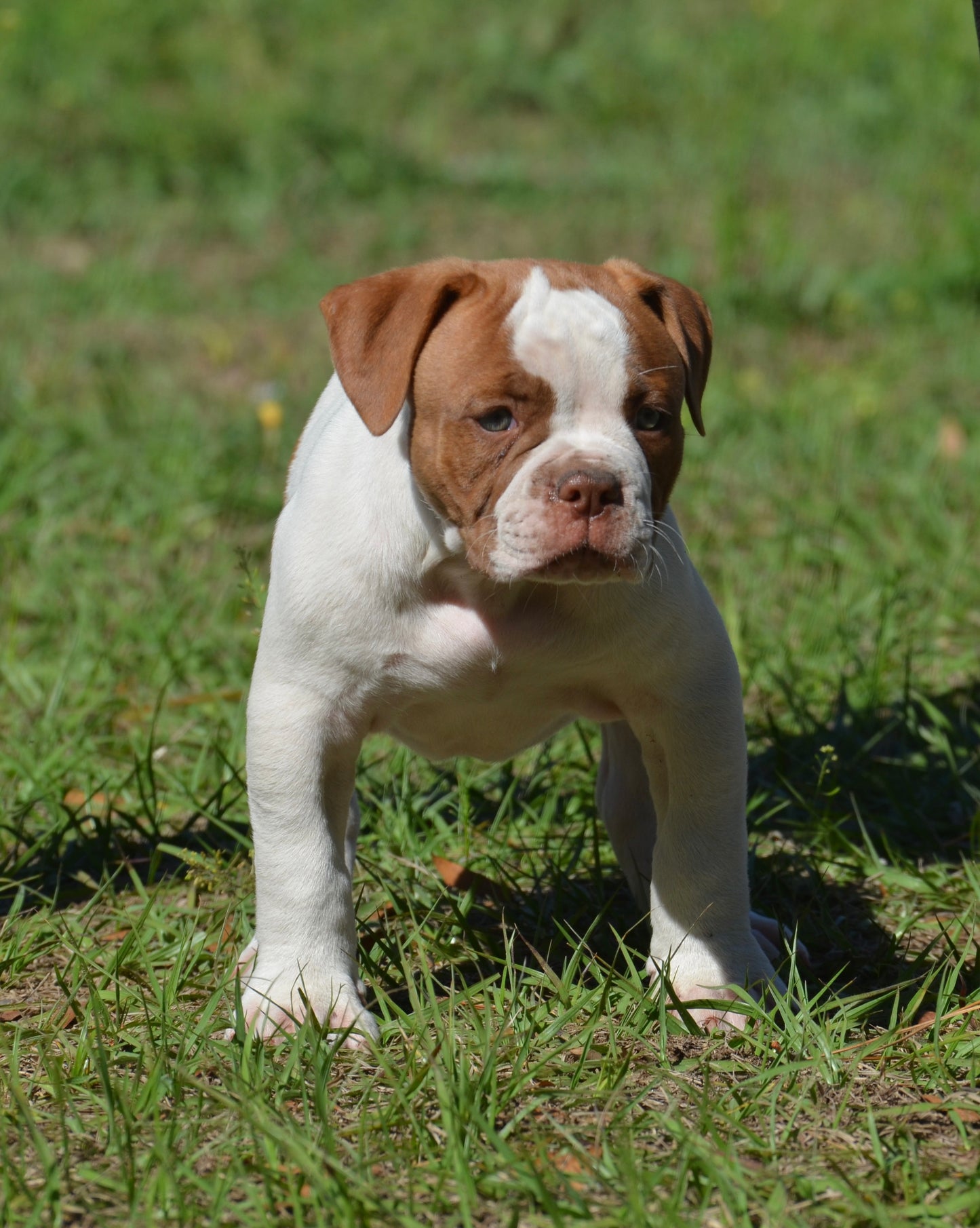 BRUTUS (SOLD)