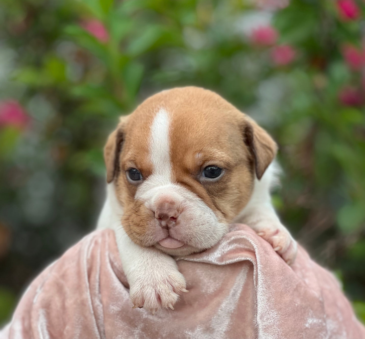 DODGER