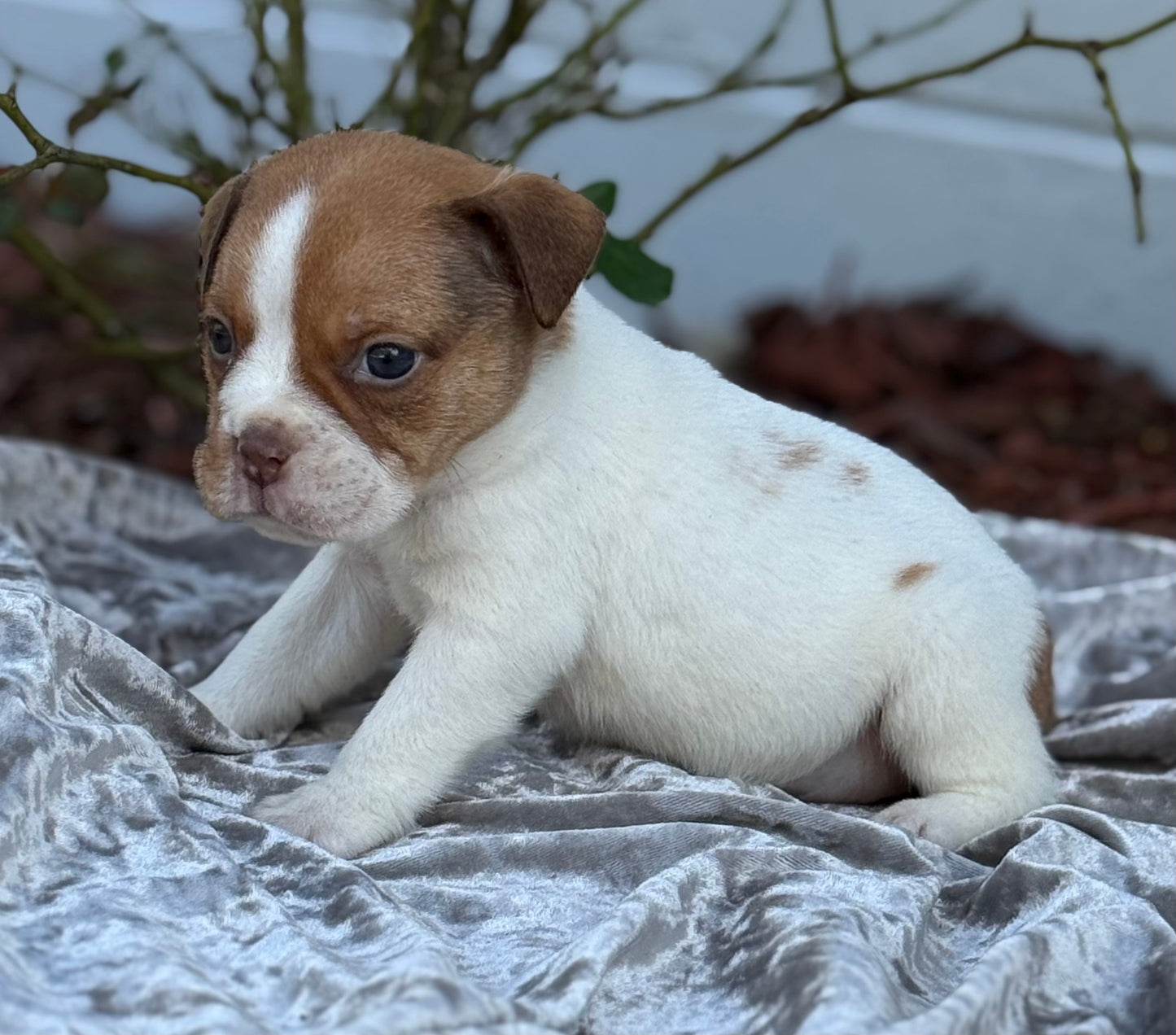 DODGER