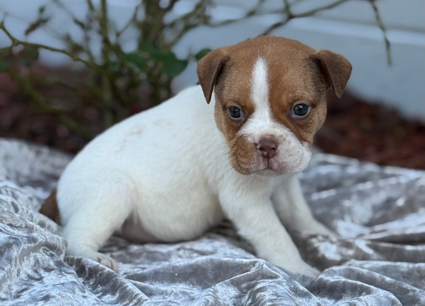 DODGER