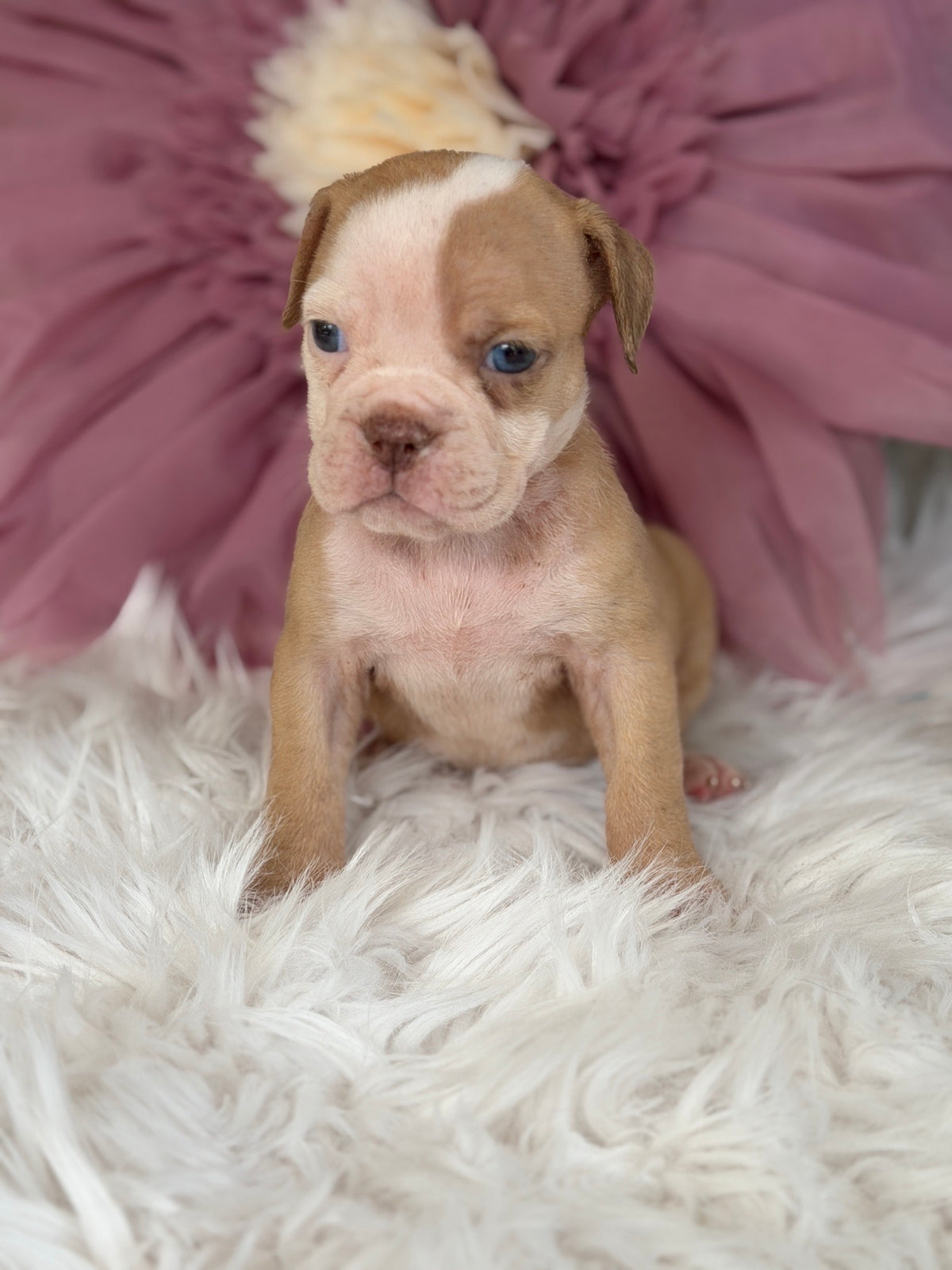 STARR