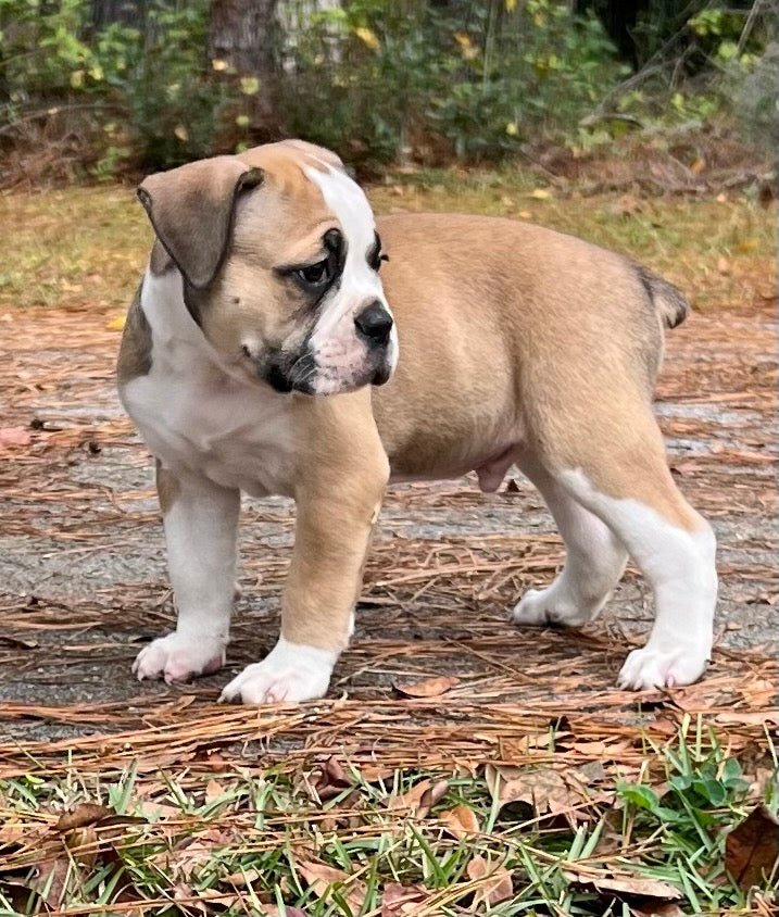 Bulloxer puppies hot sale