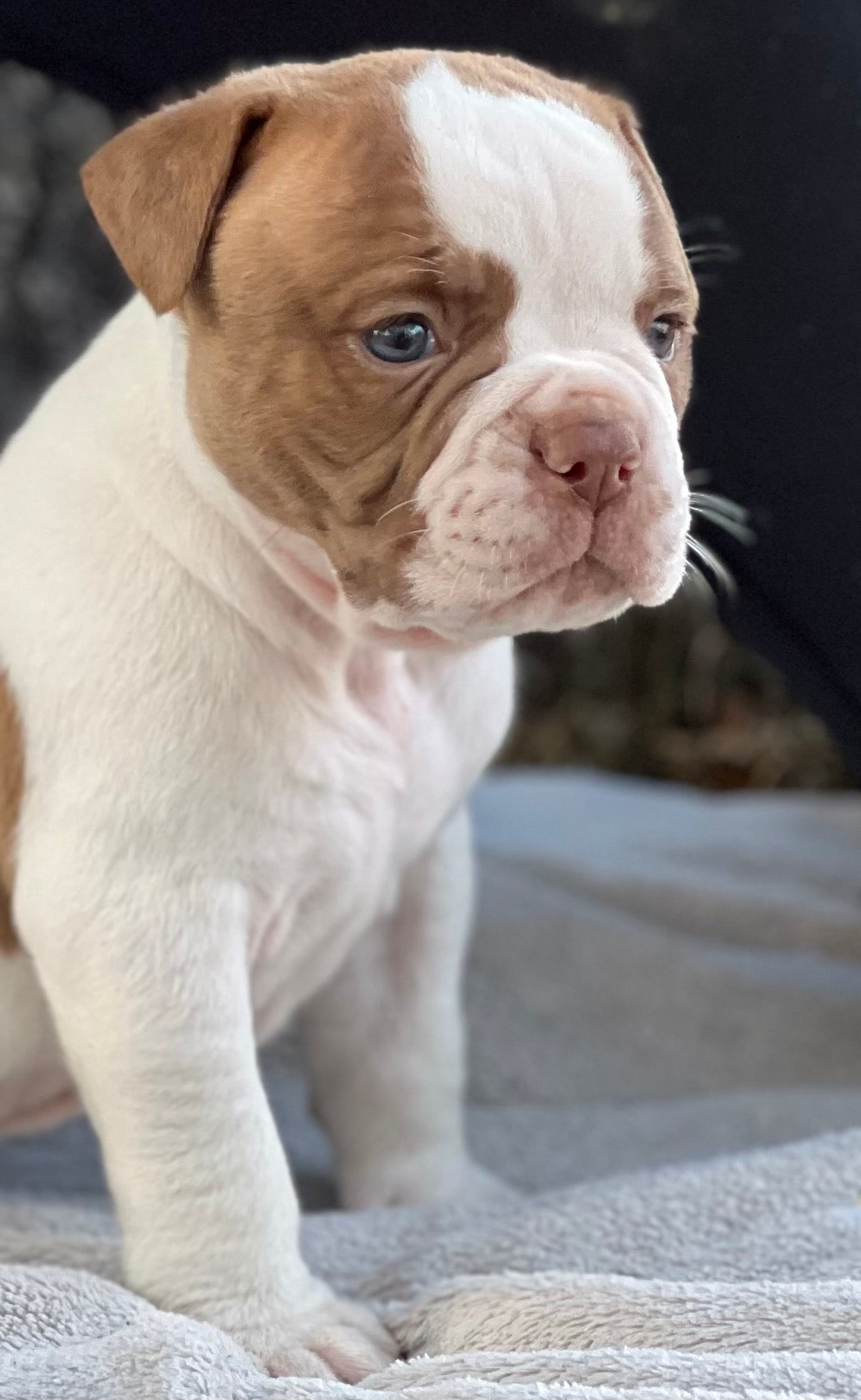 BRUTUS (SOLD)