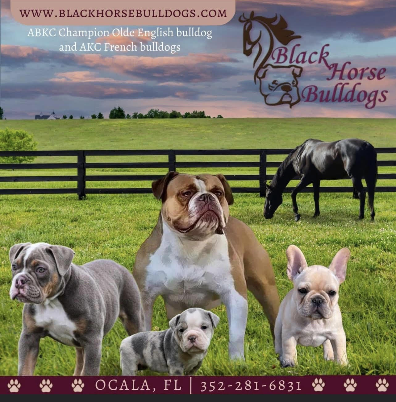 Blue ribbon best sale olde english bulldogge