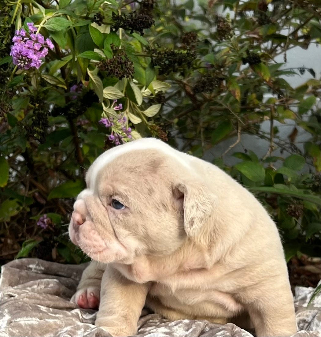 COOPER