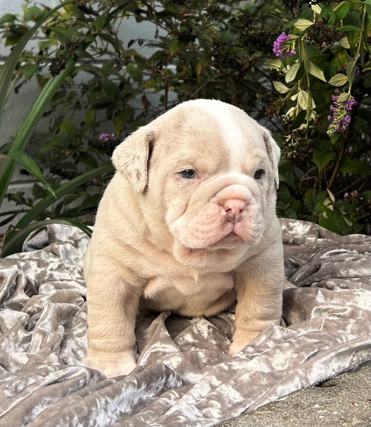COOPER