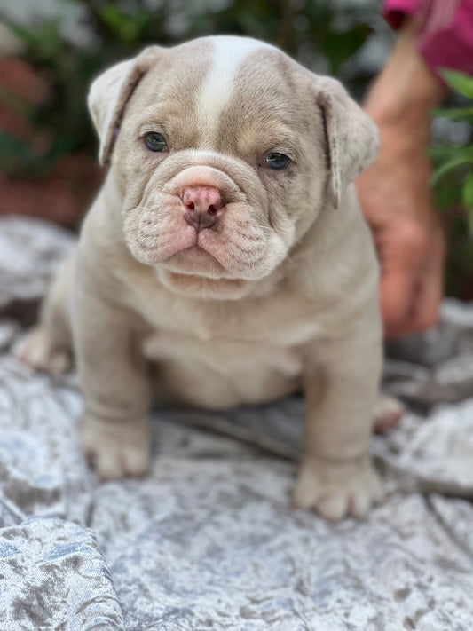 COOPER