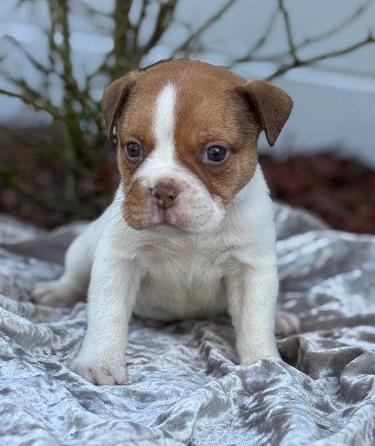 DODGER