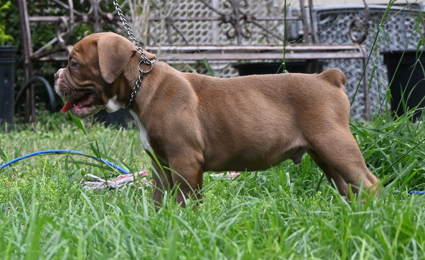 HUNTER