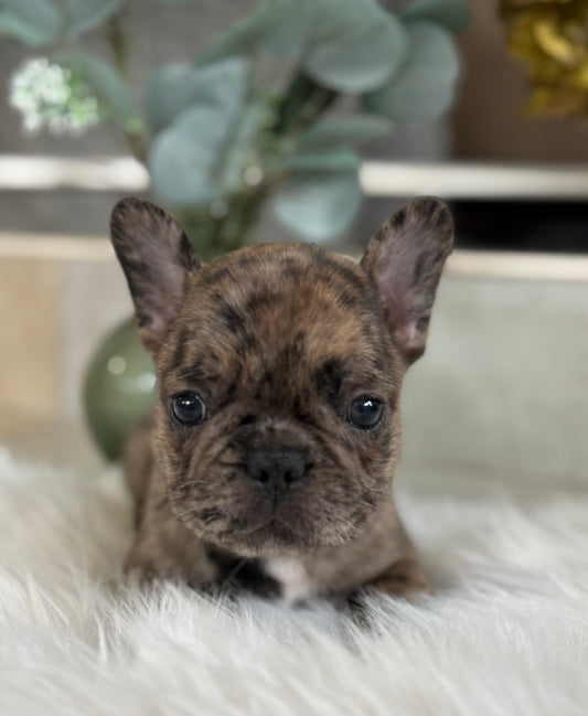 TRAVIS