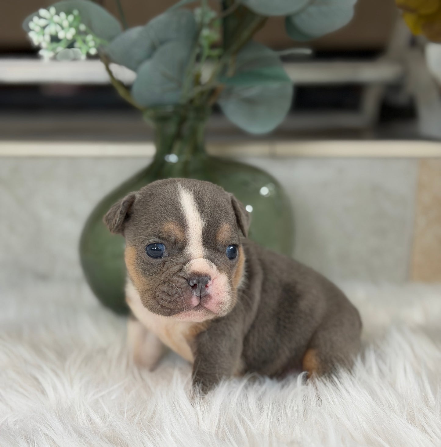 PENELOPE