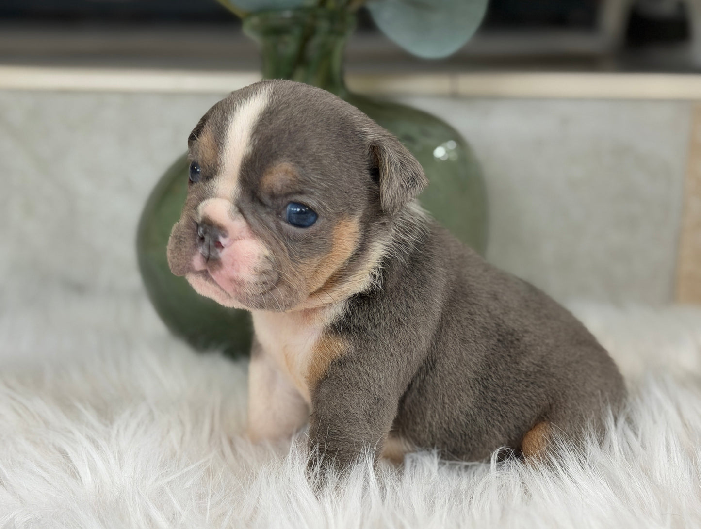 PENELOPE