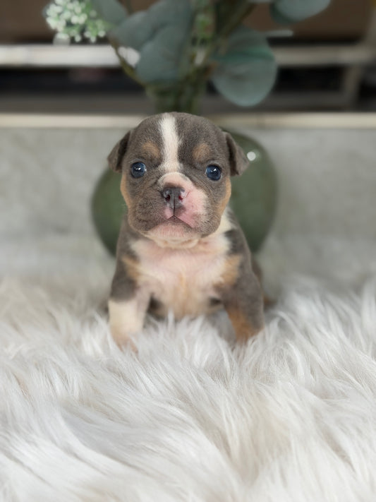 PENELOPE