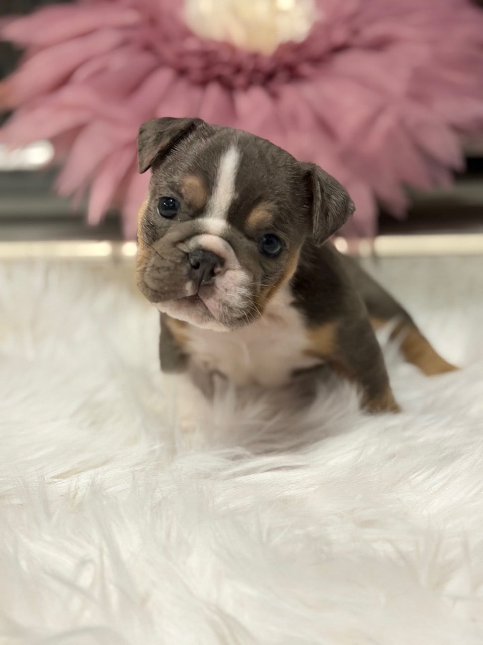 PENELOPE