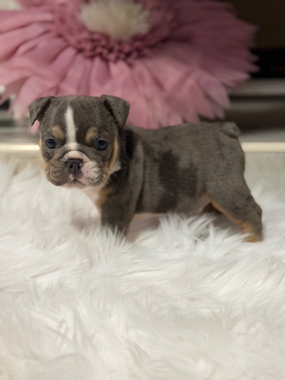 PENELOPE