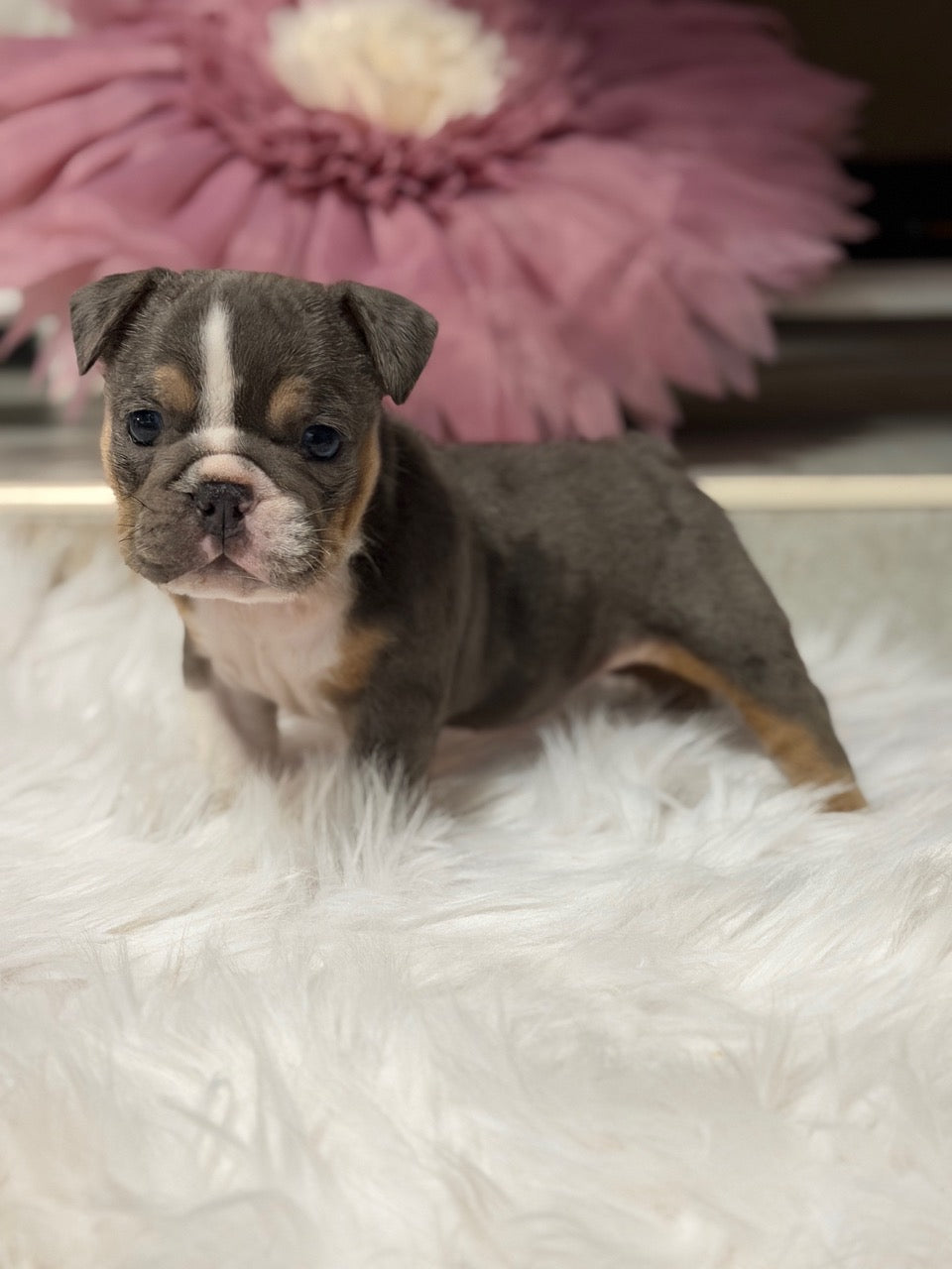 PENELOPE