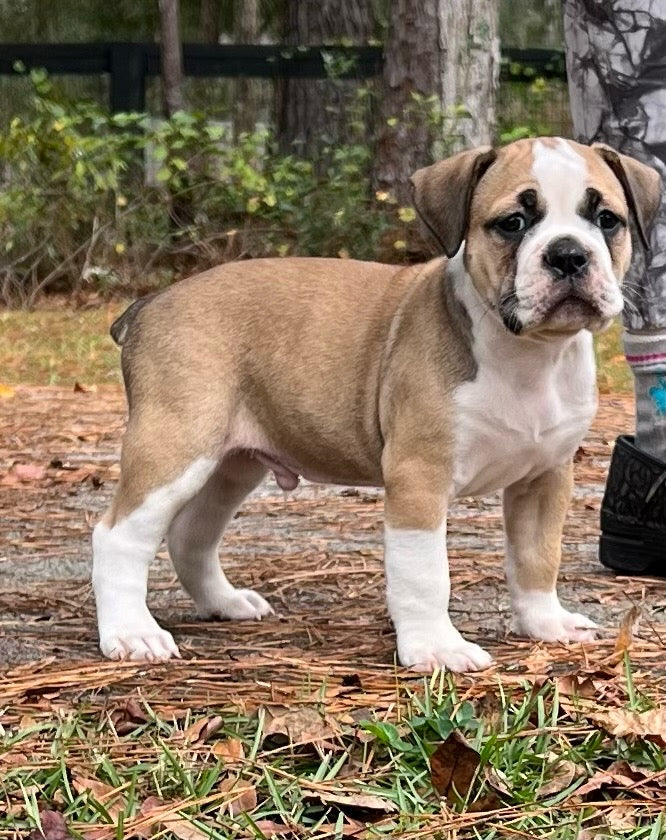 Pug cross hot sale american bulldog