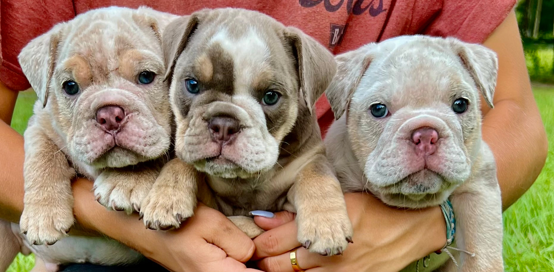 Blue tri merle 2024 english bulldog price