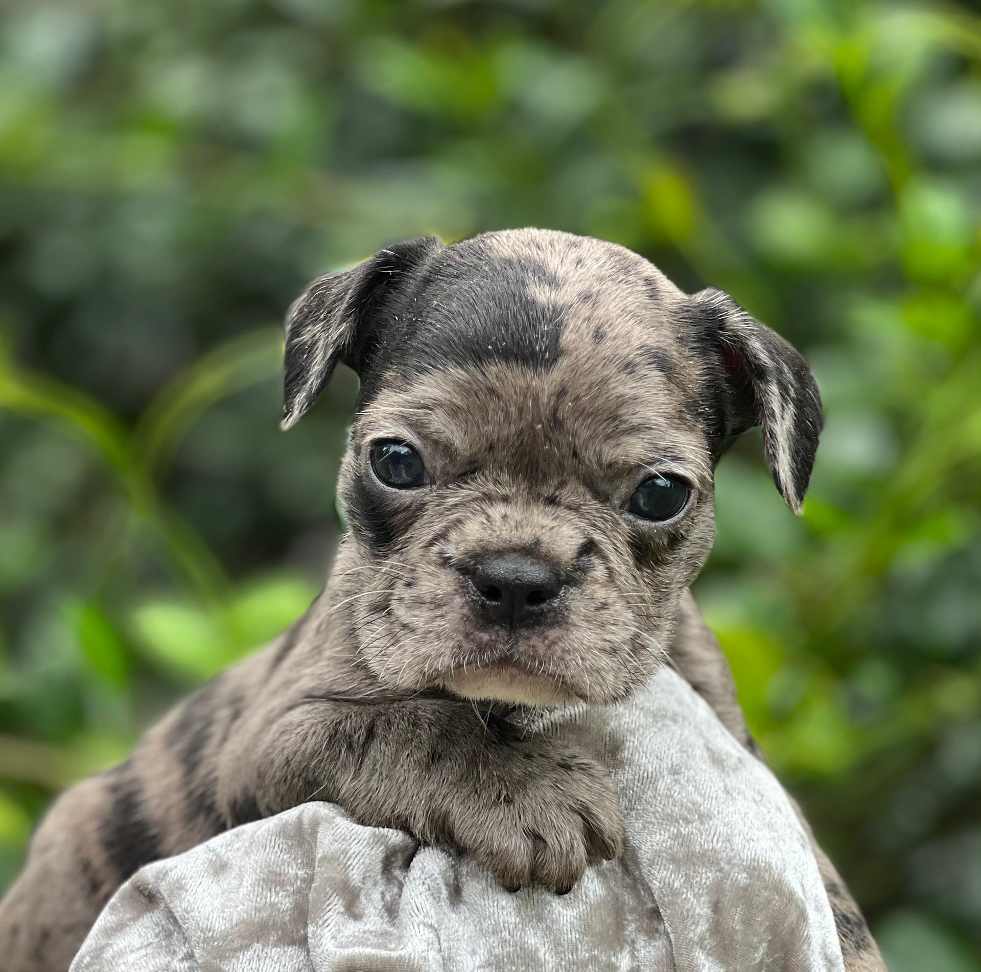 Grey Bugg Puppies French All Grey Boston Terrier Boston Terrier