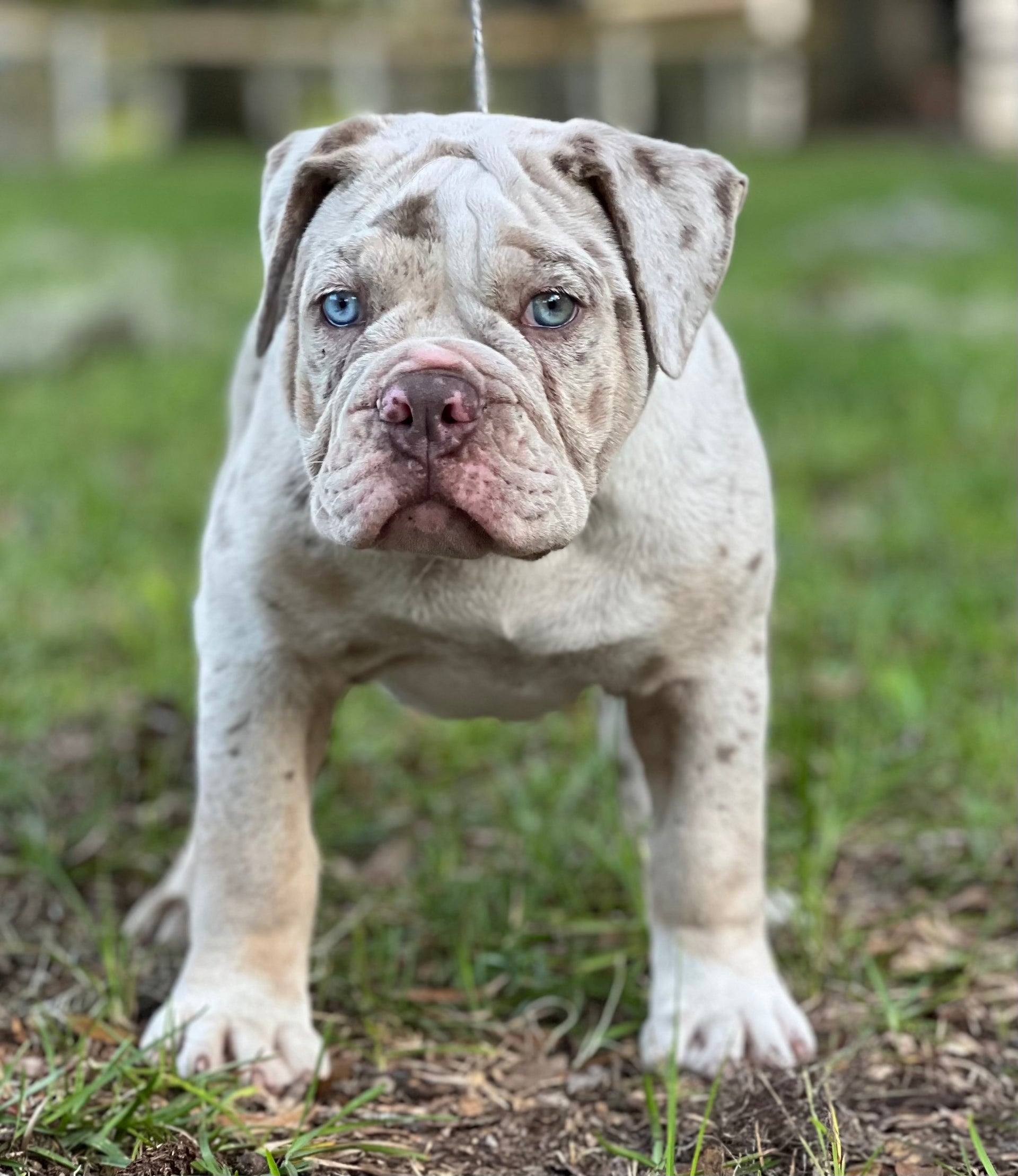 Bulldogge Bulldog Merle Blue Lilac Blue English Bulldog MR BLUE