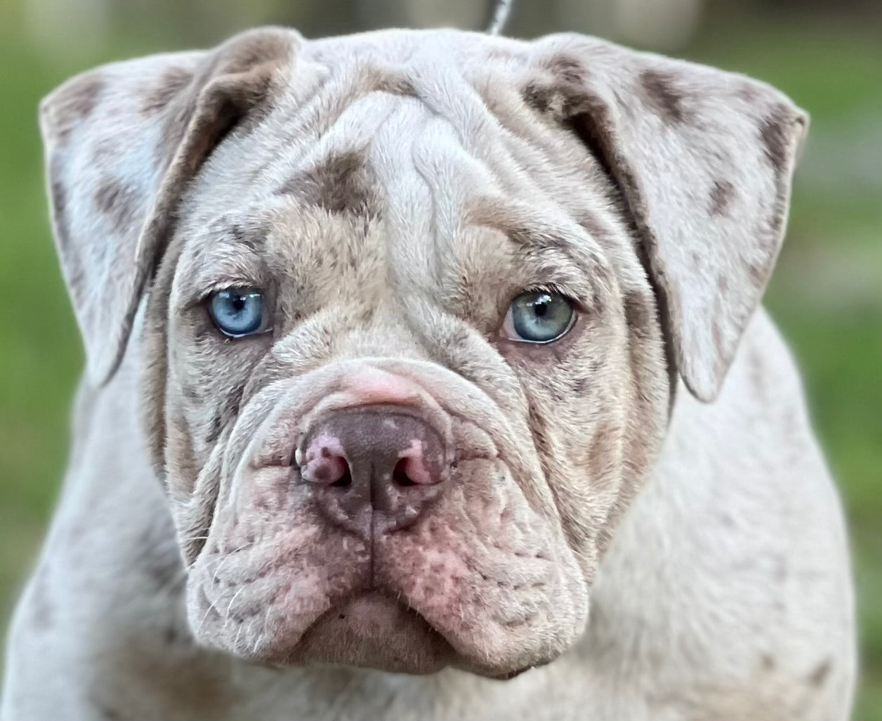 Tri color merle clearance bulldog