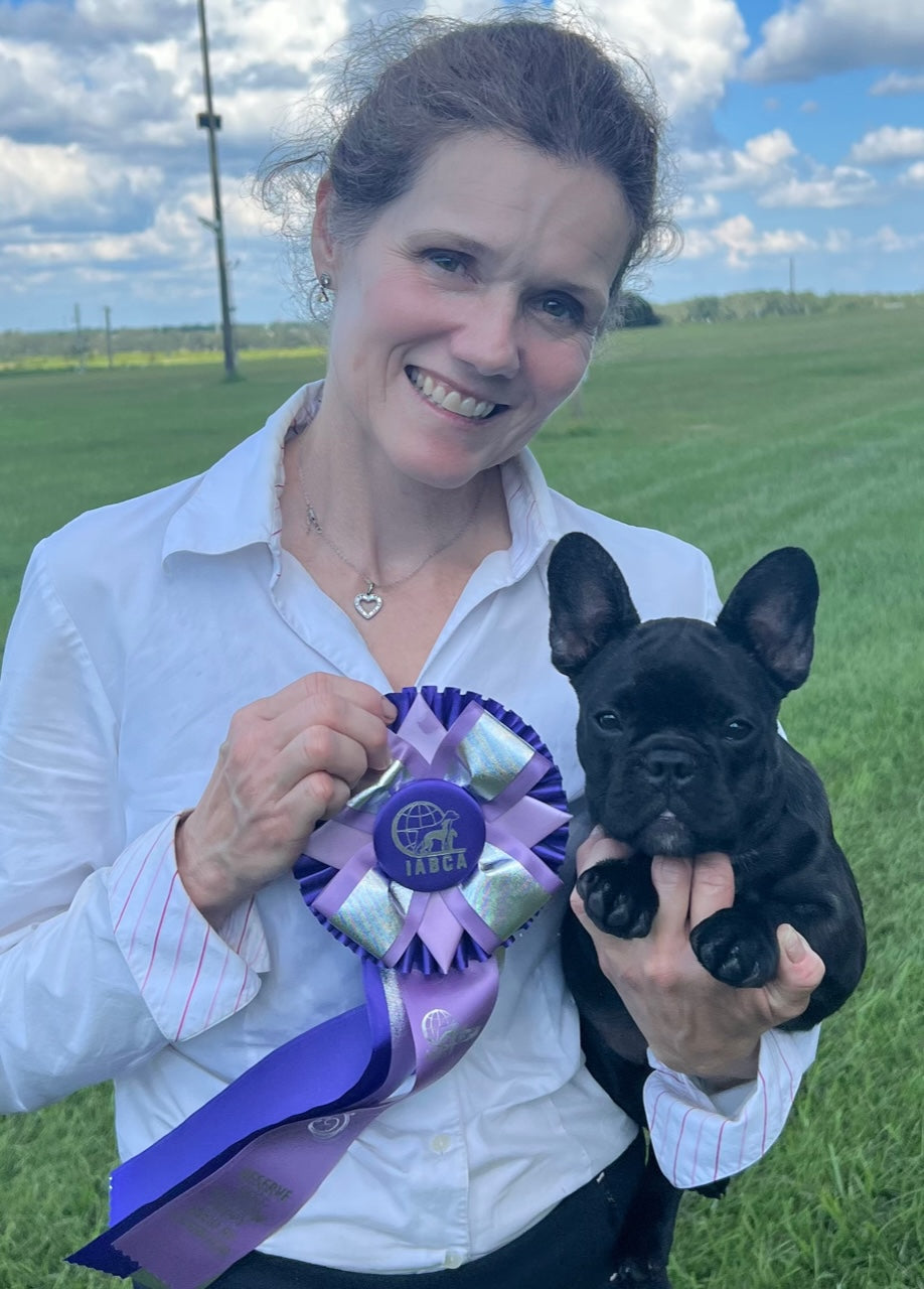 Black horse sale bulldogs